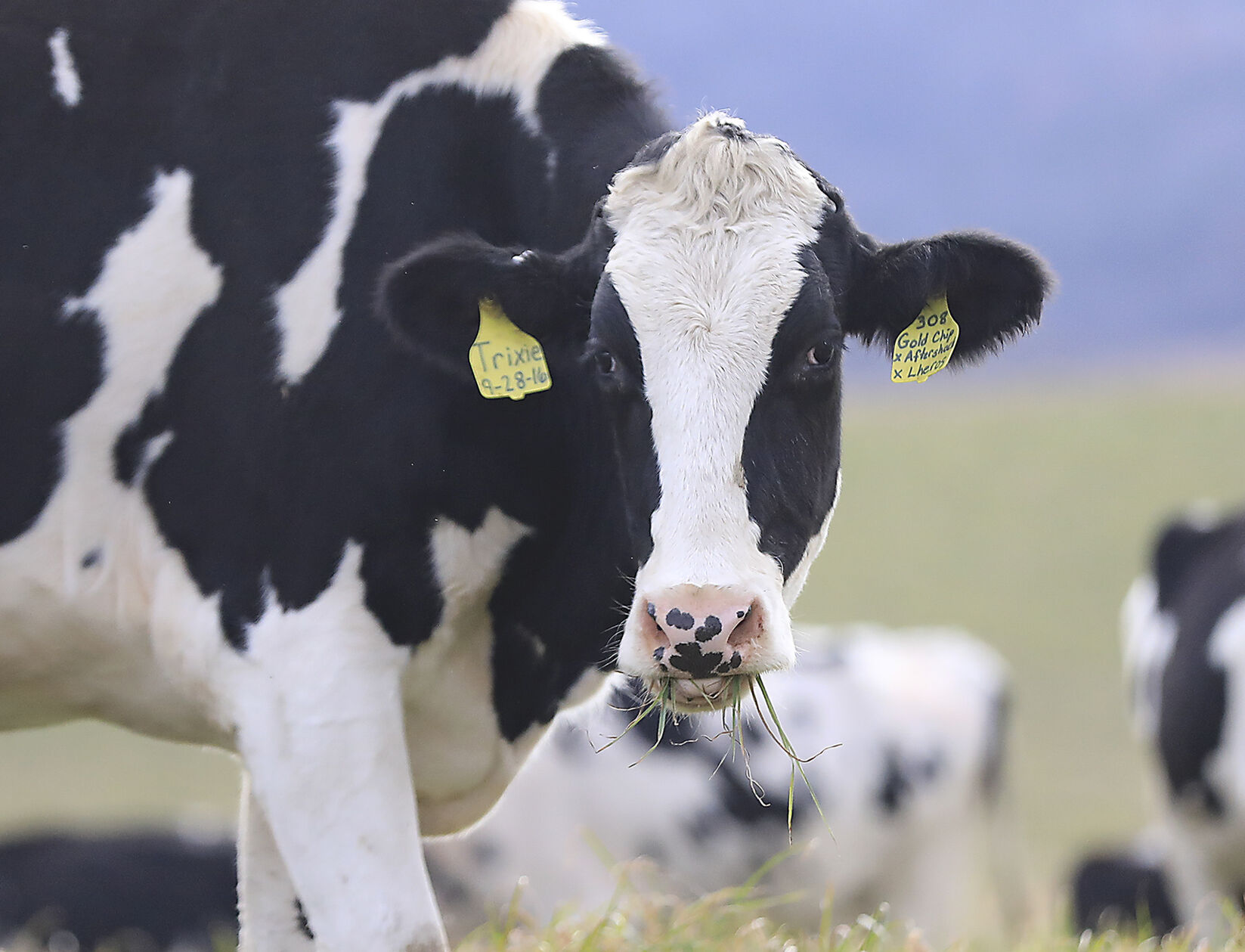 Grazing
